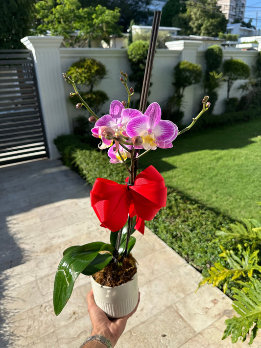 Orquídea Real